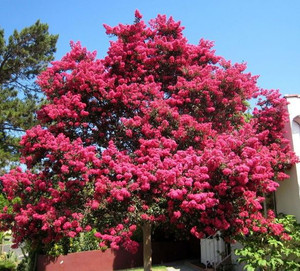 Crepe Myrtle Lagerstroemia Tuscarora