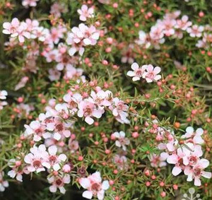 Leptospermum Cardwell Pink