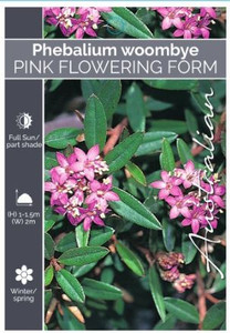 Phebalium Woombye Pink