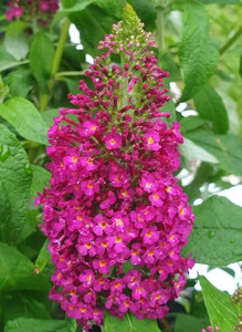 Butterfly Bush Buddleia davidii "CranRazz"