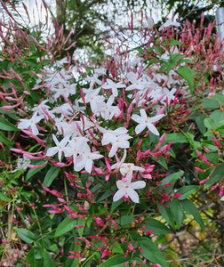 The flowers of Jasminum polyanthum are highly fragrant, with a sweet, intense scent that can perfume the air around them. They are often used in perfumes, essential oils, and as cut flowers for their aromatic properties.