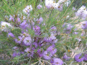 Rosy Paperbark Melaleuca erubescens.  Melaleuca diosmatifolia.