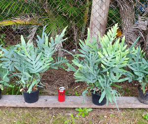 Phlebodium Blue Star Fern