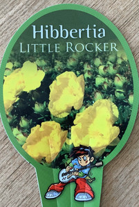 Hibbertia vestita Little Rocker Hibbertia vestita Little Rocker