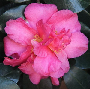 Camellia Rose Ann