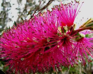Callistemon Lavender Showers