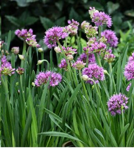 Allium Luna