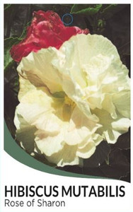 Hibiscus mutabilis Rose of Sharon