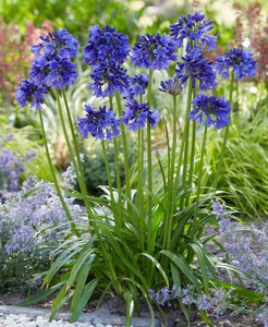 Agapanthus Blue Thunder