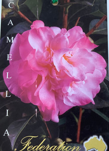 Camellia japonica Federation Camellia japonica Federation