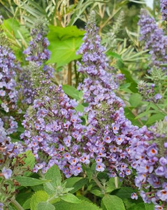 Buddleia davidii True Blue