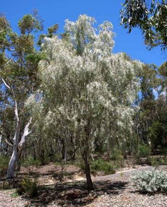 Acacia pendula.  Weeping Myall Wattle.