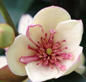 Magnolia White Caviar.  Magnolia figo x yunnanensis