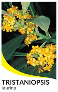 Water Gum Tristaniopsis laurina.  Kanooka.