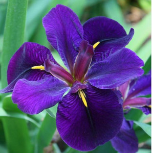Louisiana Iris Black Gamecock