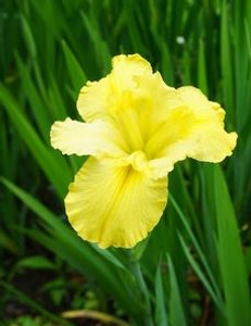 Louisiana Iris Koorawatha