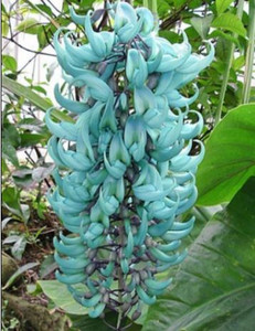 Jade Vine Strongylodon macrobotrys