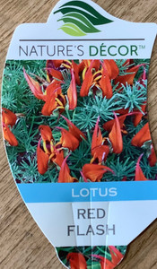 Lotus Red Flash Lotus Red Flash