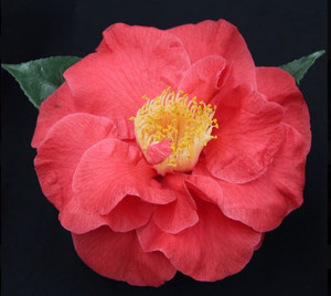 Guilio Nuccio Camellia japonica