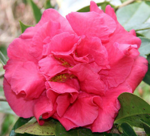 Camellia Fortyniner RETICULATA