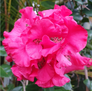 Camellia Fortyniner