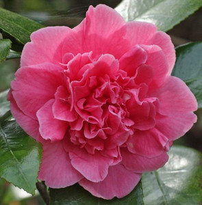 Camellia Chandler's Victory