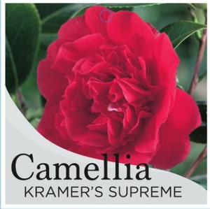 Kramers Supreme Camellia japonica