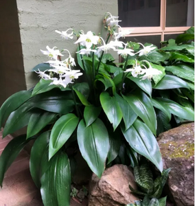 Amazon Lily Eucharis grandiflora