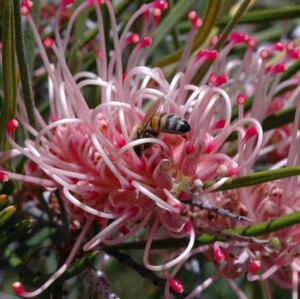 Grevillea Aphrodite's Dream