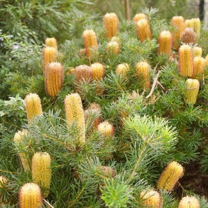 Banksia spinulosa Honey Pots