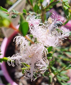 Melaleuca thymifolia Pink Lace