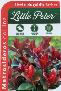 Little Peter Metrosideros collina