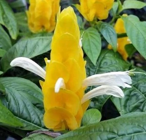 Golden Candles. Pachystachys lutea.  Lollipop plant.  Golden Shrimp Plant.