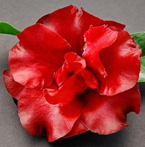 camellia japonica black magic