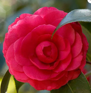 Camellia japonica CM Hovey