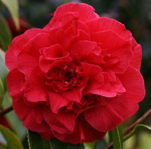 Camellia japonica Little Red Riding Hood