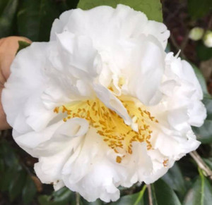 Camellia Ecclefield JAPONICA