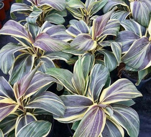 Chocolate Queen Cordyline fruiticosa