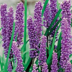 Liriope muscari Gigantum