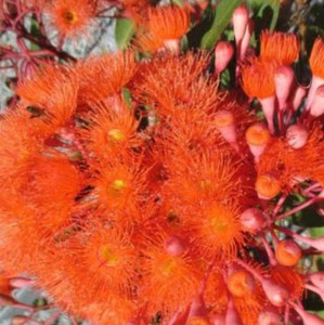 Corymbia Dwarf Orange.  Grafted Flowering Gum Dwarf Orange.  Corymbia ficifolia.