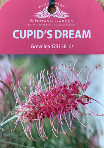 Grevillea Cupids Dream Grevillea Cupids Dream