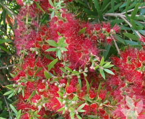 Callistemon Slim NATIVE Callistemon Slim NATIVE