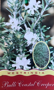 Westringia Bulli Coastal Creeper. Prostrate Coastal Rosemary. Westringia Bulli Coastal Creeper. Prostrate Coastal Rosemary.