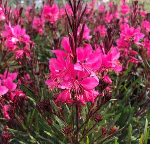 Gaura Belleza Dark Pink