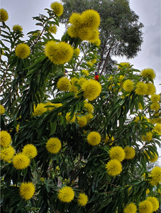 The flowers of Golden Penda Xanthostemon chrysanthus.