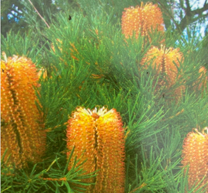 Banksia spinulosa Honeyeater Delight NATIVE