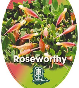 Eremophila glabra Roseworthy