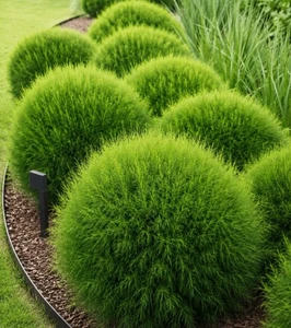 Greenwave Casuarina glauca Australian NATIVE