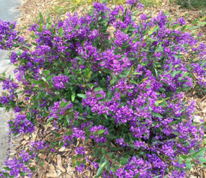 Hardenbergia violacea Mini Haha
