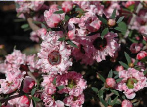 Leptospermum Wiri Adriene